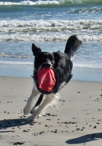 Shadow on the beach with a Frisbee