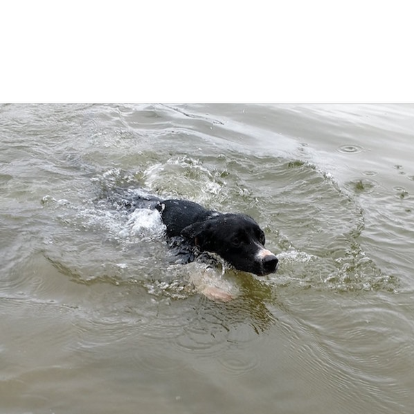 Buddy swimming