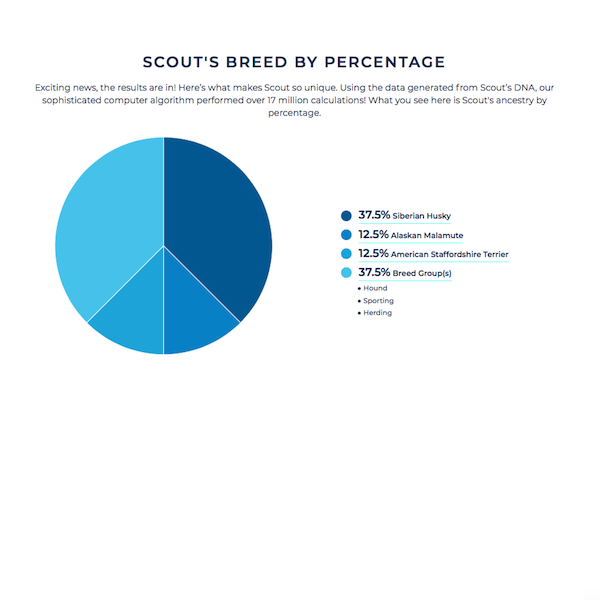 Scout Breed by Percentage