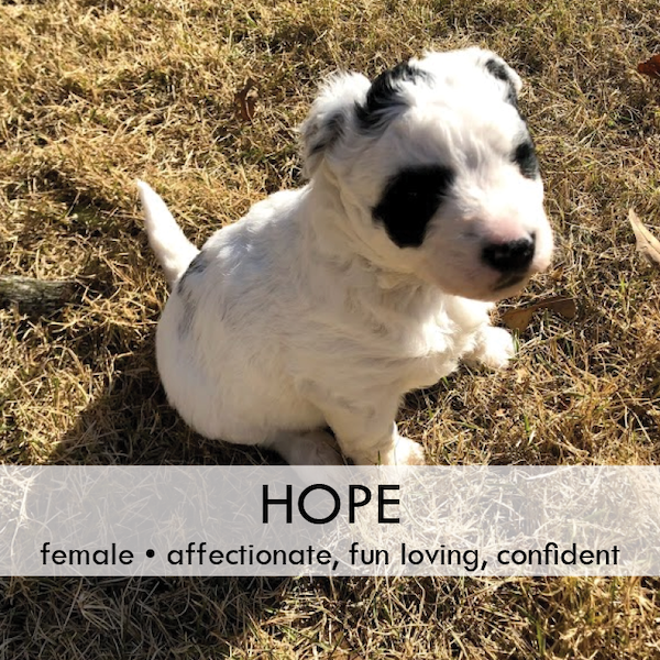 Tassie puppies - photo 8 Hope