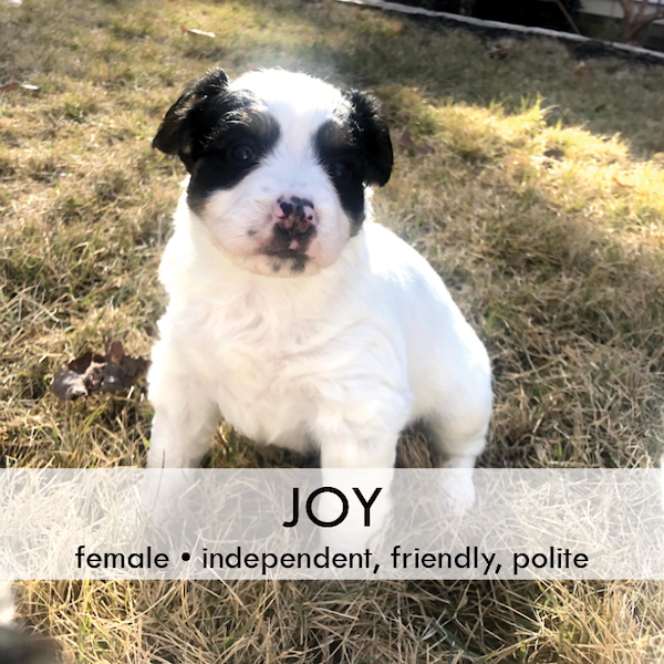Tassie puppies - photo 9 Joy