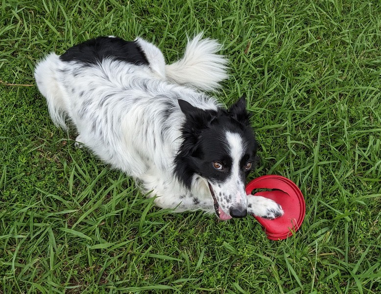 Milkshake is lying on the grass with his paw on a Frisbee.